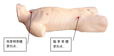¹ÇËè´©´ÌѵÁ·Ä£ÐÍ