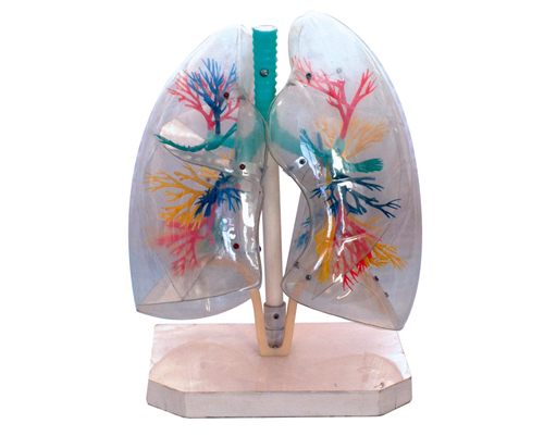 ͸���ζ�ģ��