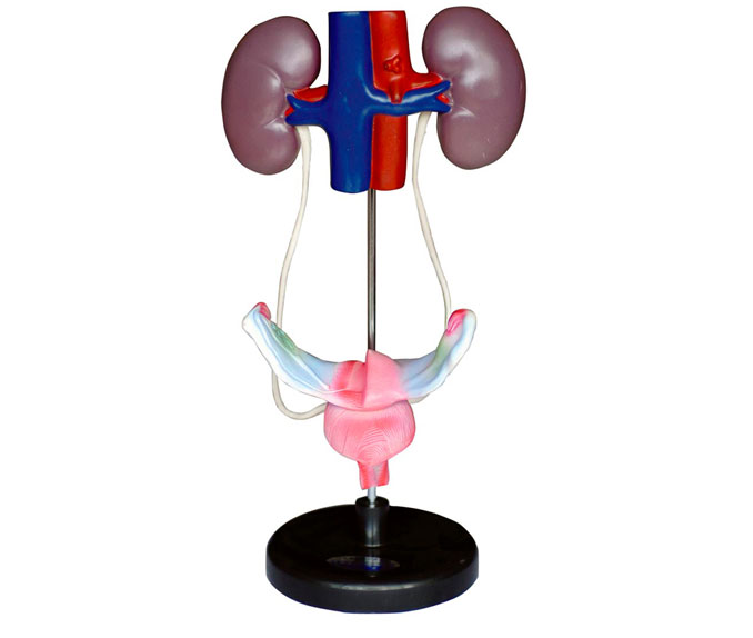 ����������ֳϵͳģ��