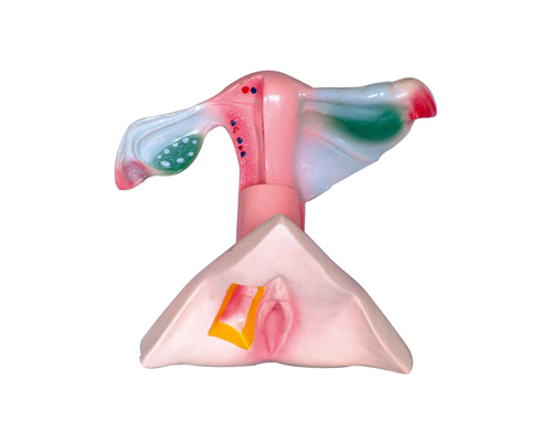 Ů��������ֳ������