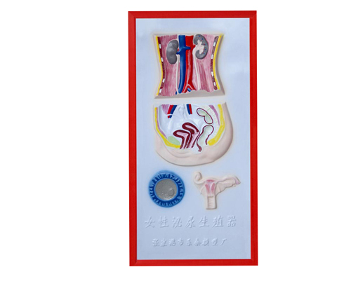 Ů��������ֳϵͳ����ģ��