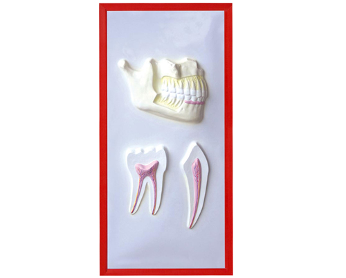 �����������ʸ���ģ��