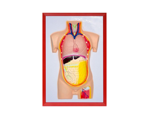 �������ม��ģ��