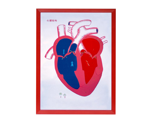 ������ʣ�ʾѪҺ���򣩸���ģ��