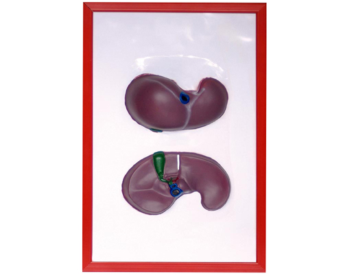 ���ม��ģ��