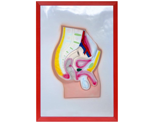 ������ǻʸ״�и���ģ��