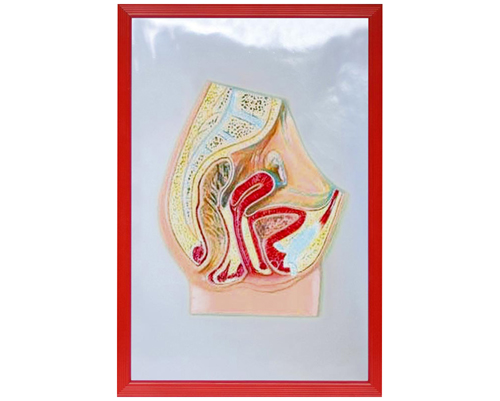 Ů����ǻʸ״�и���ģ��