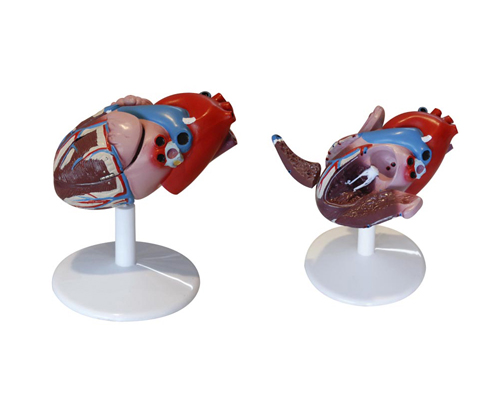 ������ʣ���Ȼ�󣩣�����̬����Ѫ�ܣ�