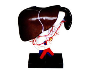 ��ǻ�������䲼