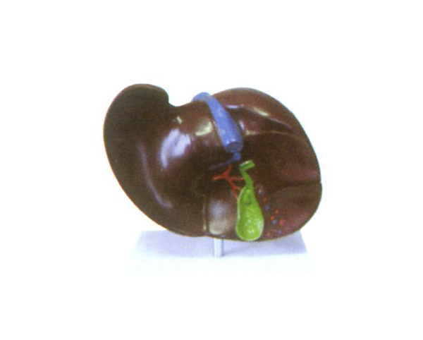 �ε���ʯģ��