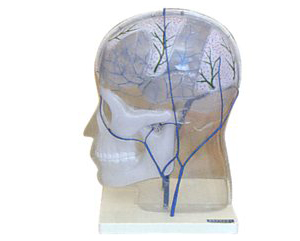 ­���⾲���Ǻ�ģ��