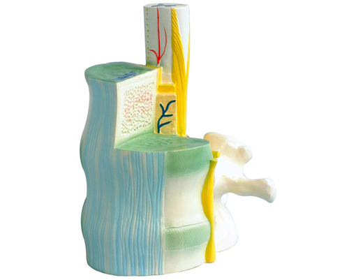 ������׵�ǹ�ϵģ��