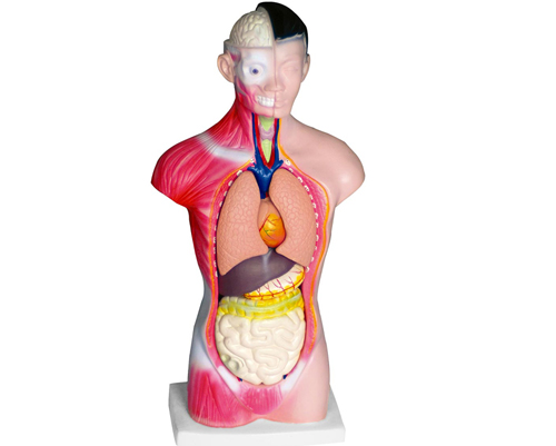 ����ͷ����������ģ��