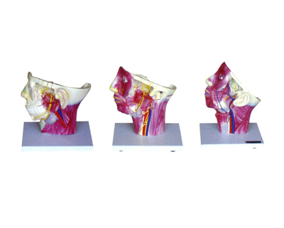 ͷ�漰����Ѫ���񾭷ֲ�