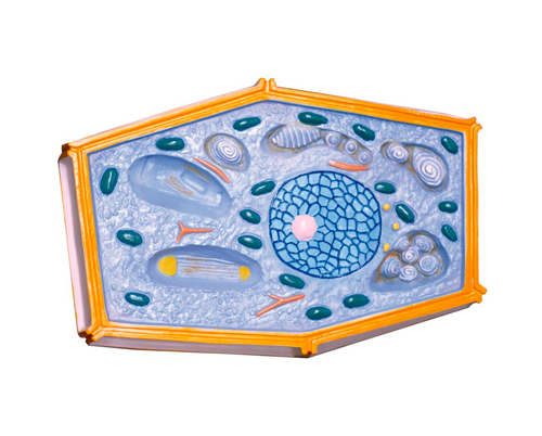 ֲ��ϸ��ģ��