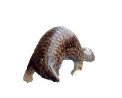 ���洩ɽ��