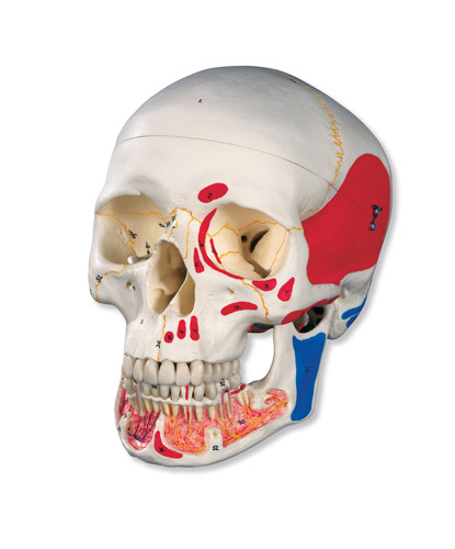 ����­ģ�ʹ��п�����򢣬��ɫ�� 3����