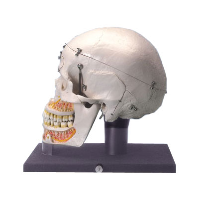 �����ͽ�ѧ��ʾ­ģ�ͣ�����͸����