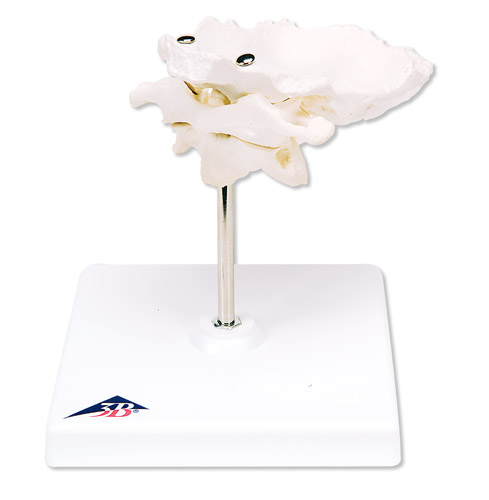 ��������Ƭ�Ļ�׵����׵��������ڿɲ�ж����