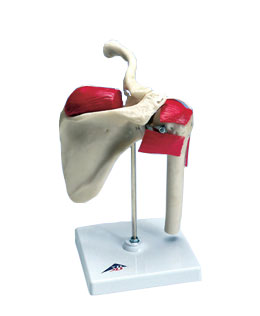 �˶���ģ��