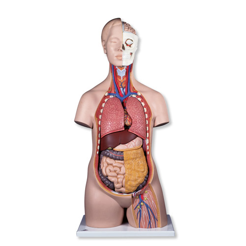 ��׼��������ģ�ͣ�12����