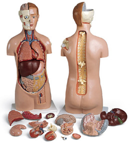 ��������ģ�ͣ�ͷ�̶������翪����17����