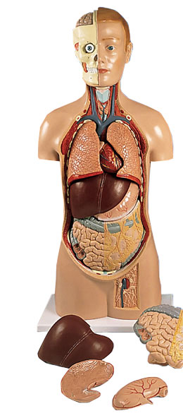 ��������ģ����ͷ�̶���11����