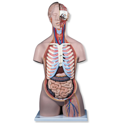 ������������ģ�����󱳿�����21����