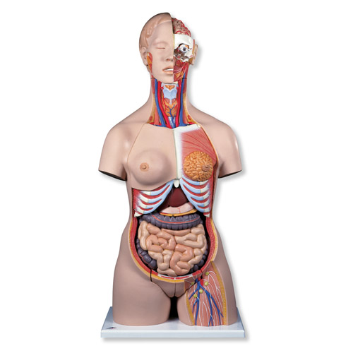 Ů�Ժ���������ģ������ͷ����20����