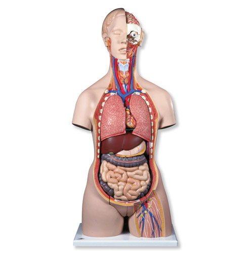 ��������������ģ�����󱳿��ţ�28����