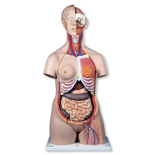 ��������������ģ����24����