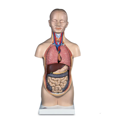 С������ģ�ͣ�12����