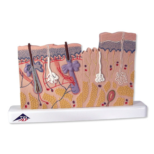 Ƥ������ģ����ʵ���40��