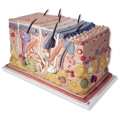 Ƥ������״ ģ�ͣ�ʵ���70��