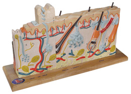 ���в�ͬ�׶����˵�Ƥ��ģ�ͣ�ʵ���75��