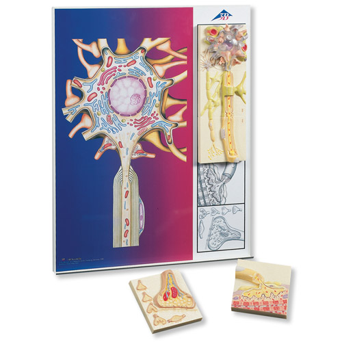 ��������ѧ��ϵ�У�5��Ż�ģ�����ڽ�����ʾ��