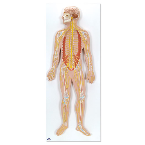 ��ϵͳģ�ͣ�ʵ���1/2