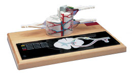 ����ģ�ͣ�ʵ���6��