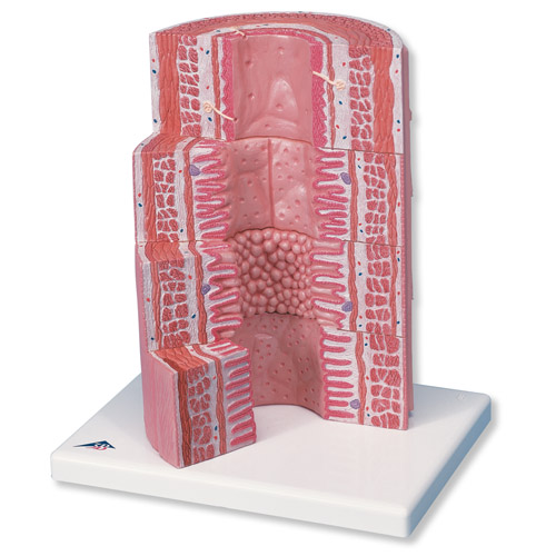 3B MICROanatomy����ϵͳģ��