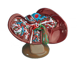 �ε�ģ�ͣ�ʵ���1.5��