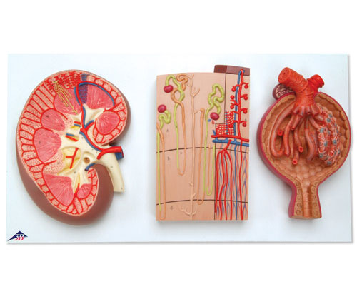 ������������λ��Ѫ�ܺ���С��ģ��