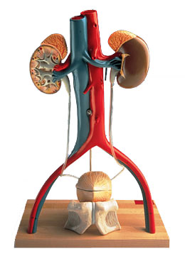 ��������ϵͳ���ģ��