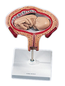 �������̥������λ