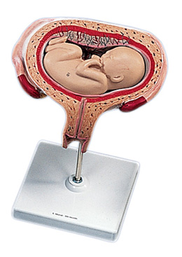 �������̥��������λ