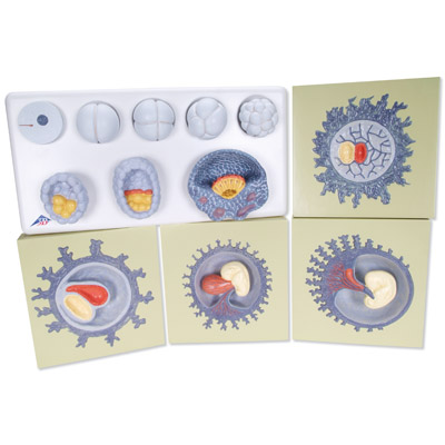 ��̥��������ģ����12���׶�