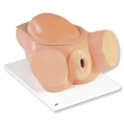 Ӥ������ģ��ģ��