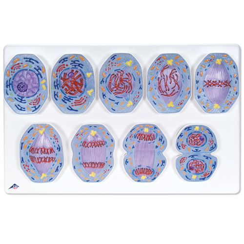 ��˿����ģ��