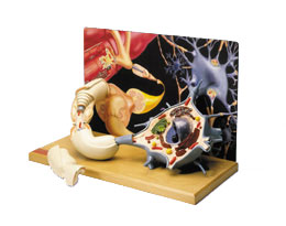 �˶���Ԫ����ģ��