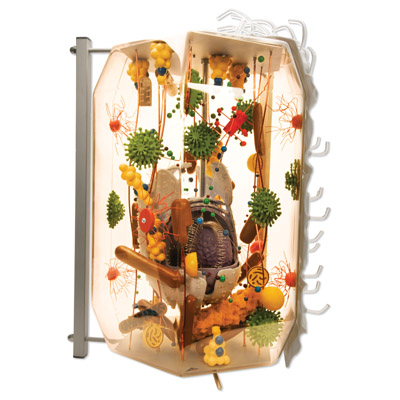 ����ϸ��ģ�ͣ�ʵ���4��