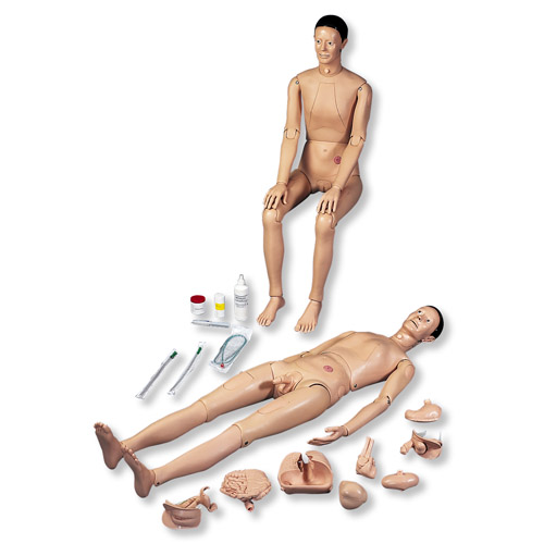 3B Scientific���˻���ģ��I